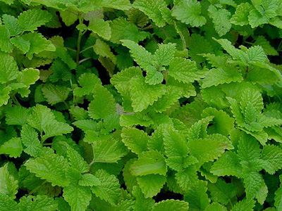 Μελισσόχορτο